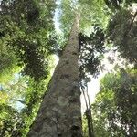 Celtis mildbraedii Rinde