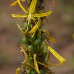 Asphodeline lutea പുഷ്പം