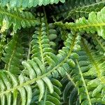 Blechnum spicant Habitatea