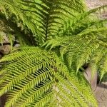 Dicksonia antarctica Leaf