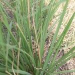 Cenchrus biflorus Лист