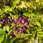 Wisteriopsis reticulata Flor