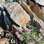 Erigeron uniflorus Flower