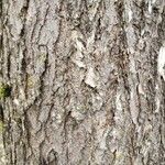 Ulmus laevis പുറംതൊലി