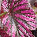 Begonia brevirimosa Leaf