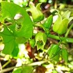 Adenia digitata Flower