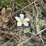 Arenaria montanaFlor