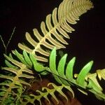 Blechnum occidentale ᱥᱟᱠᱟᱢ