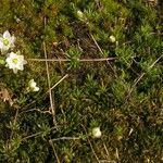 Spergularia media Leaf