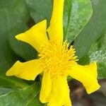 Hibbertia scandens