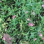 Diascia rigescens List