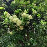 Cordia americana Habit