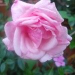 Rosa × damascena Цветок