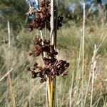 Juncus acutusFruit