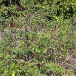 Hibiscus brackenridgei Natur