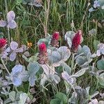 Trifolium incarnatum Συνήθη χαρακτηριστικά