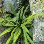 Blechnum spicant Hostoa