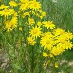 Senecio vernalis Flors