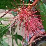 Melaleuca citrina Flower