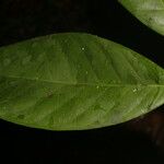 Metteniusa tessmanniana Leaf