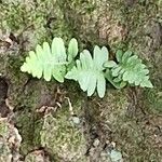 Polypodium vulgare葉