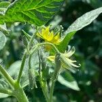 Solanum lycopersicum Flower