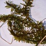 Elodea nuttallii Hoja