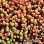 Sedum lydium പുറംതൊലി