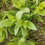 Helianthus mollis Blad