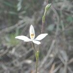 Caladenia catenata പുഷ്പം