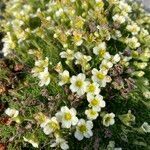 Saxifraga muscoides Habitus