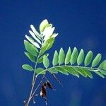 Tipuana tipu Leaf