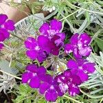 Verbena rigida Flor