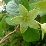 Chloropetalum denticulatum Õis