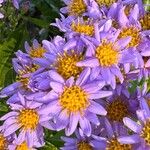 Aster tataricus Blomma