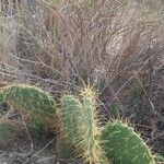 Opuntia littoralis Lapas