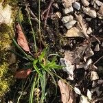 Carex digitata Blodyn