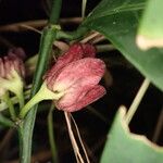 Heisteria parvifolia Flower