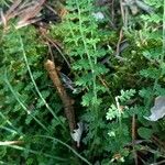 Asplenium fontanum Plante entière