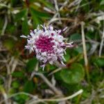 Homogyne alpina Çiçek