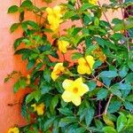 Allamanda catharticaফুল