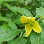 Ludwigia octovalvis Flower