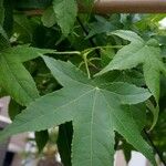 Liquidambar styracifluaLeaf