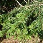 Pseudotsuga menziesii Levél