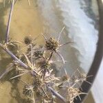 Eryngium creticum Λουλούδι