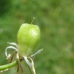 Ornithogalum orthophyllum Gyümölcs