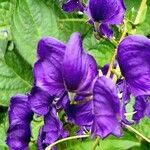 Aconitum variegatum Flor