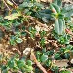 Helianthemum marifolium Blad