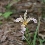 Iris hartwegii Blomst
