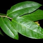 Marcgravia nepenthoides Leaf